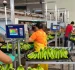 Básculas para Selección de Frutas: Automatizar en Costa Rica