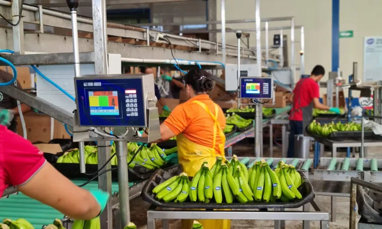Básculas para selección de frutas y clasificación: ¿por qué automatizar su proceso?