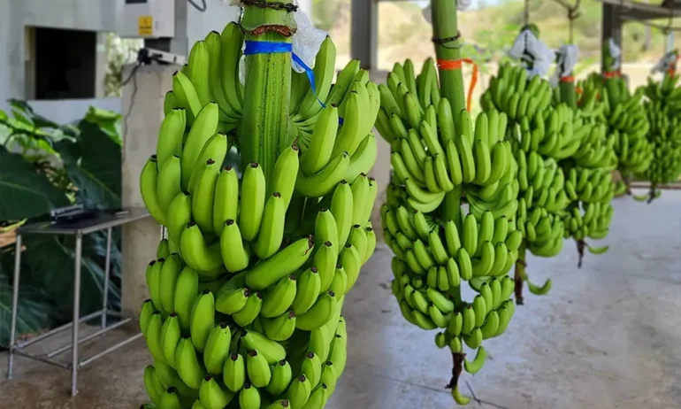 Sistemas de pesaje dinámico para banano: optimización en movimiento