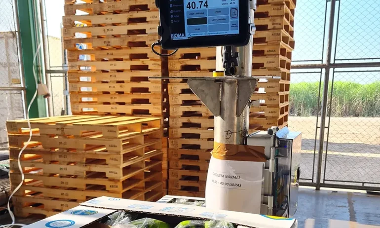 ¿Cómo lograr peso exacto en cajas de exportación de banano?