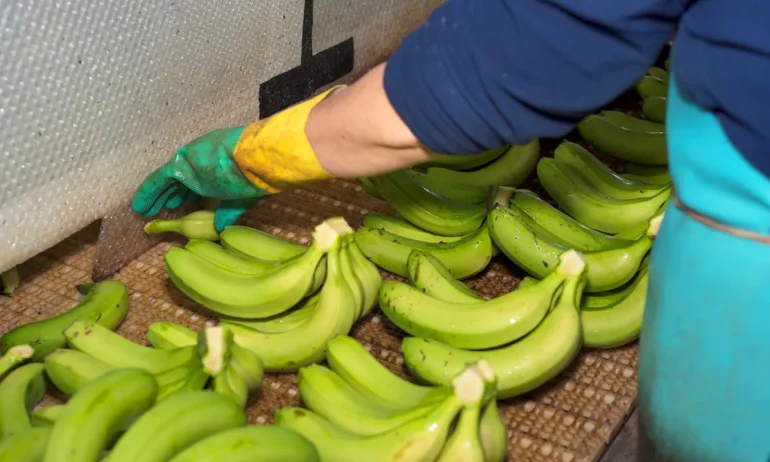 La importancia del pesaje automatizado para mejorar rendimiento en fincas bananeras