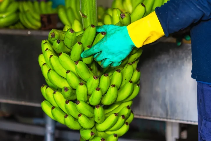 Monitoreo de peso en tiempo real para empacadoras - Costa Rica