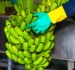 Monitoreo de peso en tiempo real para empacadoras - Costa Rica