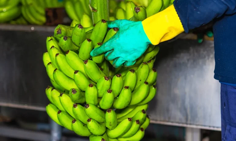 Monitoreo de peso en tiempo real: control total en empacadoras de banano