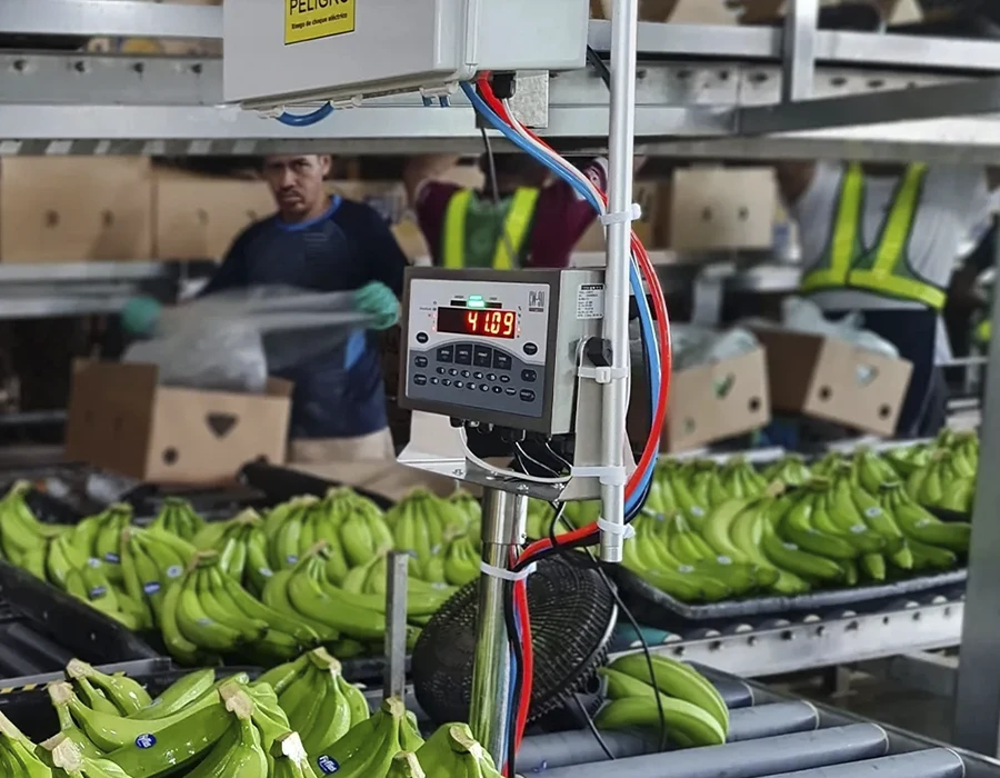 Pesaje para la industria bananera