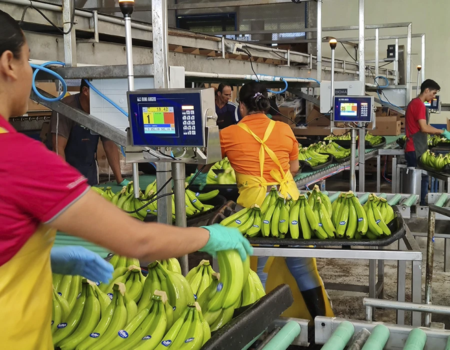 Sistemas para clasificación de banano