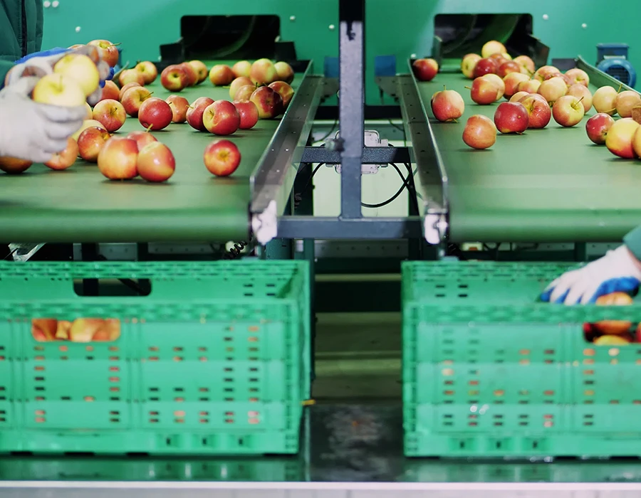 Pesaje y clasificación de frutas