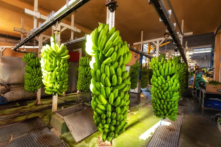 tecnologías permiten el pesaje en movimiento de racimos de banano