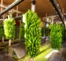 tecnologías permiten el pesaje en movimiento de racimos de banano