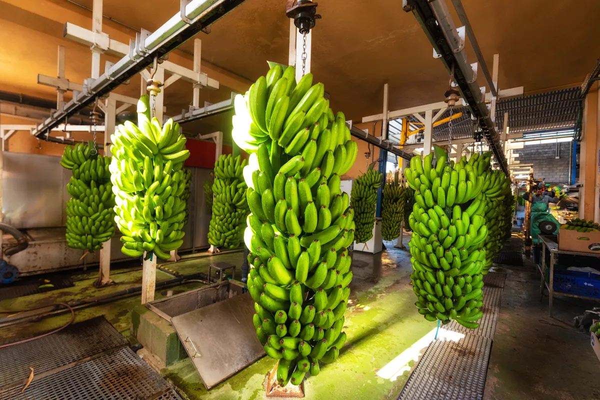 tecnologías permiten el pesaje en movimiento de racimos de banano