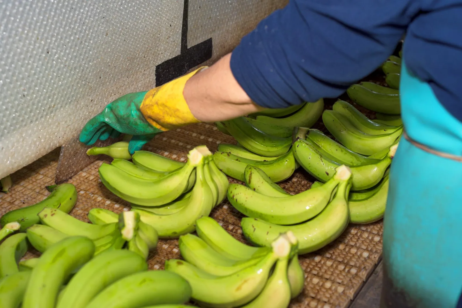 ¿Cómo modernizar el pesaje en las empacadoras de banano para mayor eficiencia?